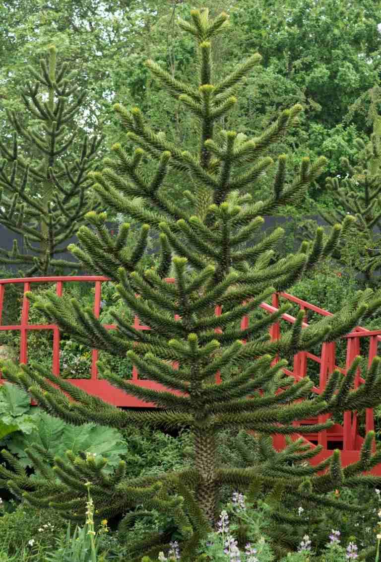 Chilensk araucaria (Araucaria araucana) som ett träd i den stora trädgården