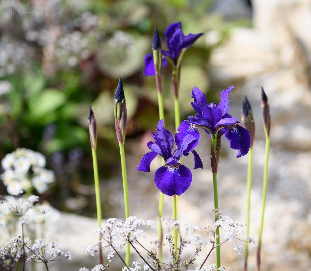 Trädgårdstrend 2019 - den blå irisen som en färg accent i den naturliga trädgården med färgstänk