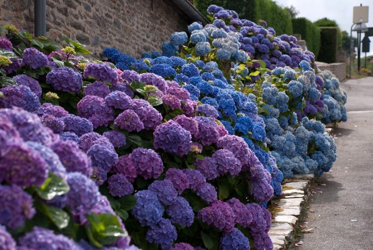 gartenternds-2016-dröm-trädgård-blå-hortensior-vporgarten-vacker