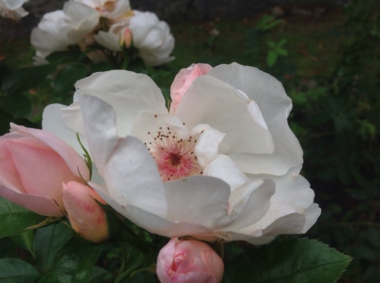 Rosebush White Rose Jacqueline Du Pre