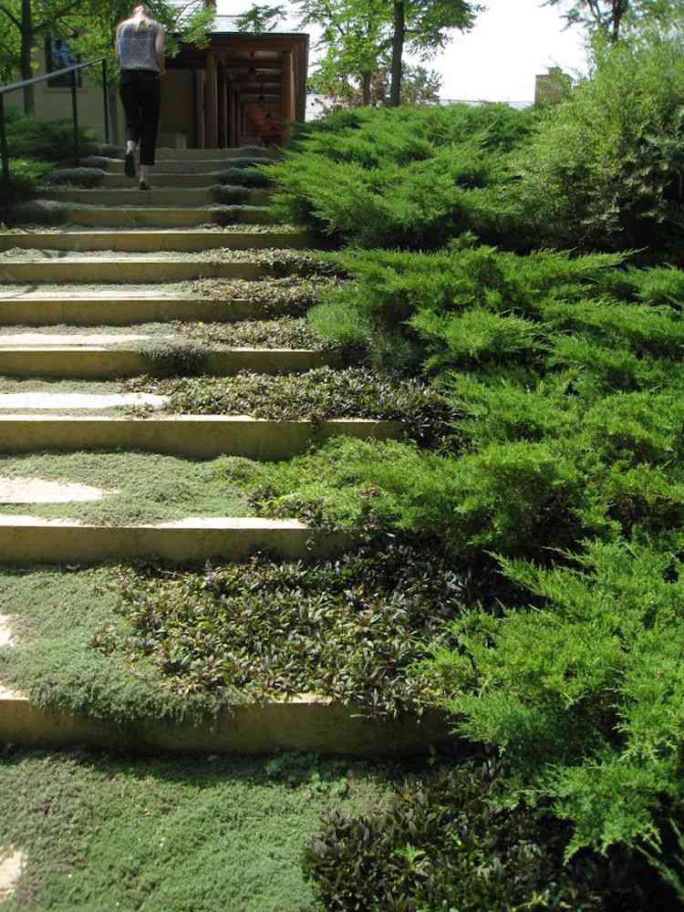 Bygg-din-egen-trädgård-trappor-grön-mark-täck-mossa-naturligtvis