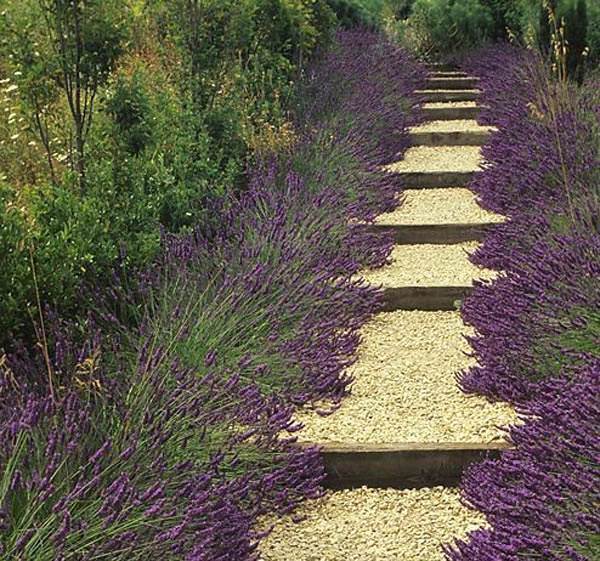 Skapa trädgårdsvägar ser naturligtvis ut enkelt lila accent