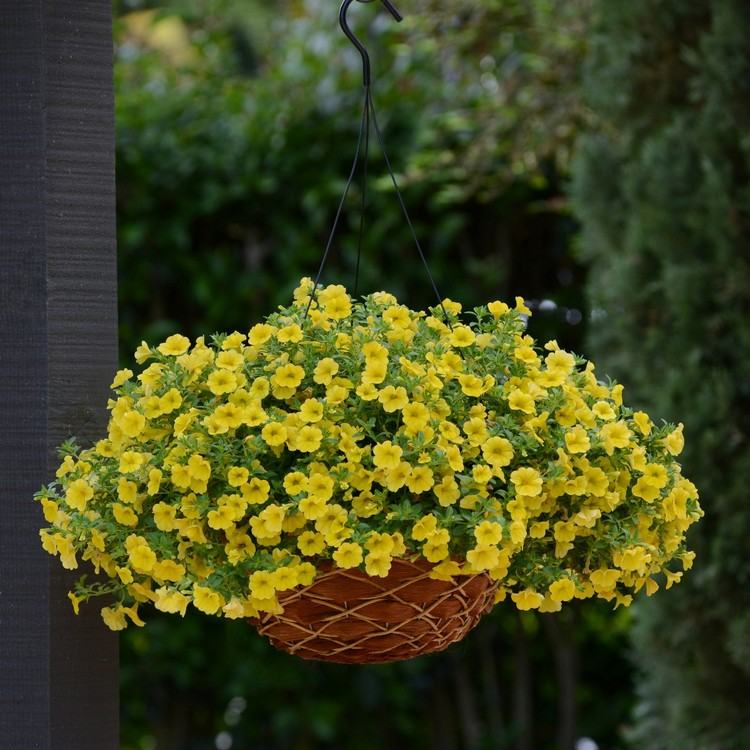 Gula balkongblommor som hänger magiska klockor i hängande korgar