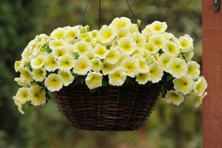 Gula blommor för balkonsol eller halvskugga Petunia i den hängande korgen