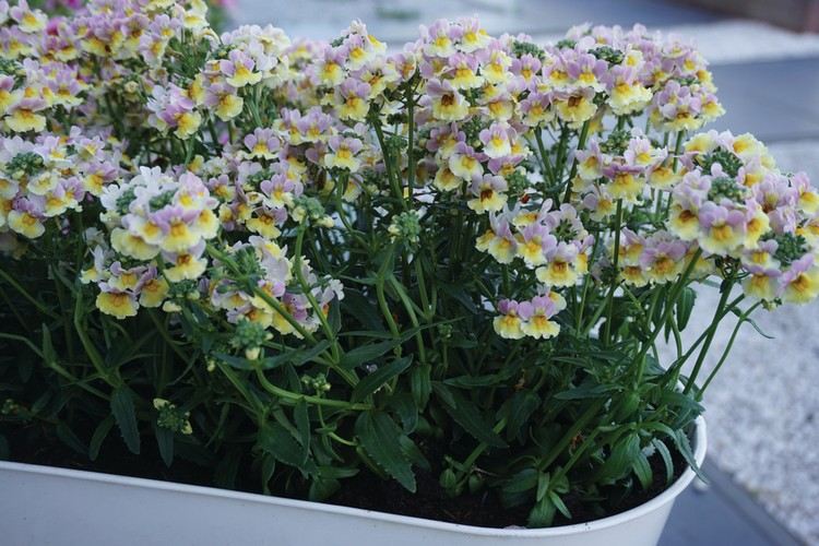 Balkongblommor rosa gul tomtespegel i balkonglåda