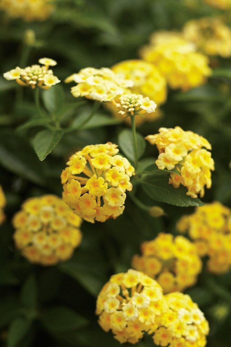 Runda gula blommor av konvertibla buketter