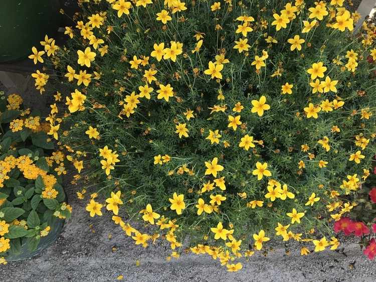 Två-tands gula balkongblommor som blommar sommar