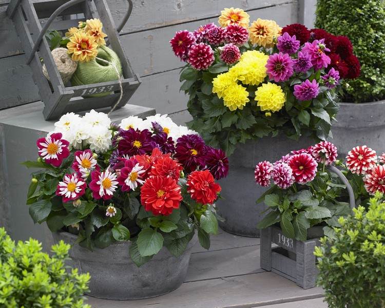 Gula balkongblommor på sommaren kombinerar dahlior