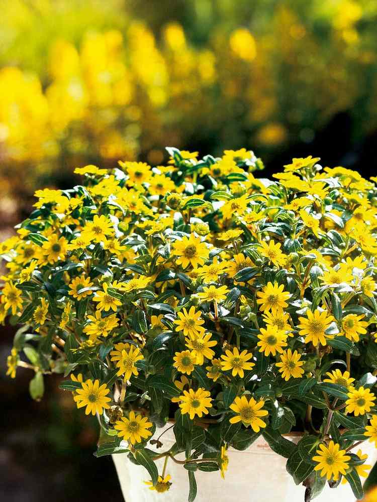 Balkongblommor med gula blommor husarknapp