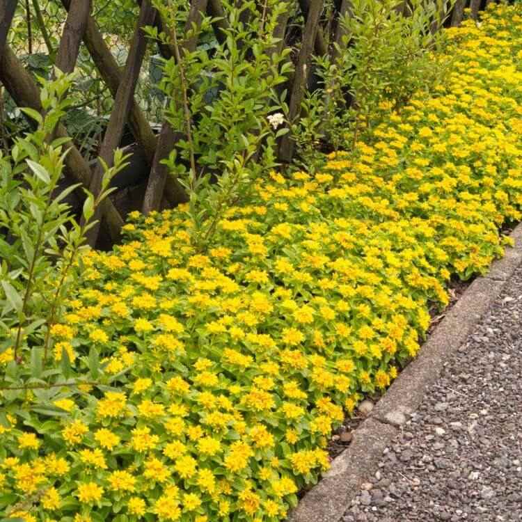 Markskydd gul härdig matta sedum växter sedum växt