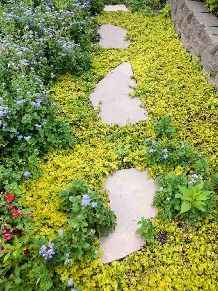 Plantera gul blommande markskydd runt trädgårdsvägen