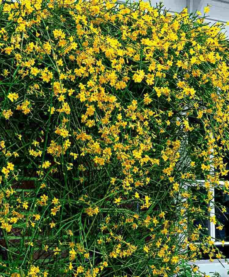 Gula buskar som tidiga blomstrare - gul vinterjasmin (Jasminum nudiflorum) blommar på vintern