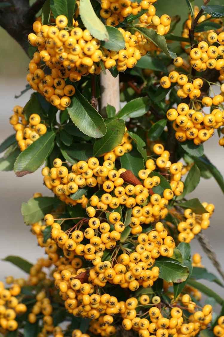 Eldtornen (Pyracantha) pryder trädgården med gula bär