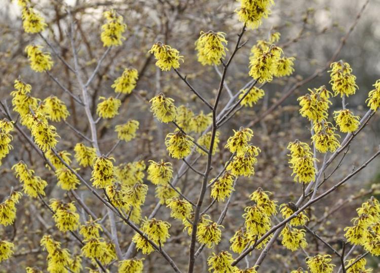 Gula buskar - Trollhasseln (Hamamelis) har intressanta blommor och är ett blickfång i trädgården