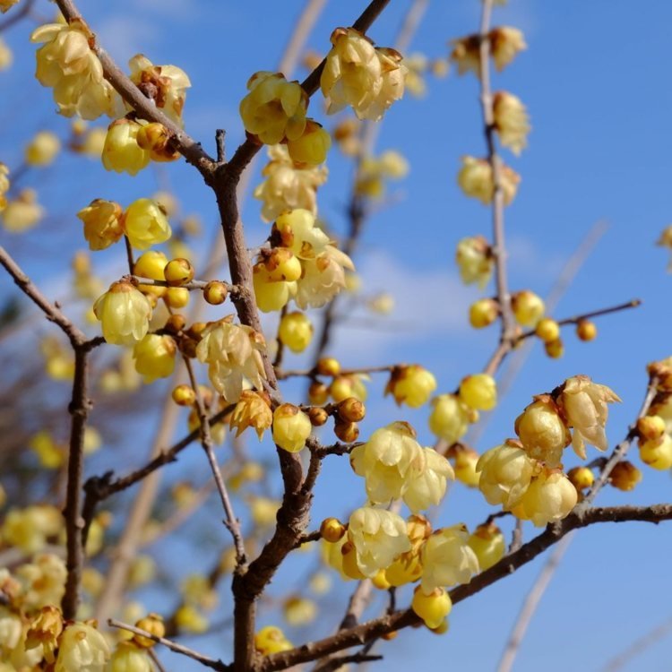 Den kinesiska vinterblomningen (Chimonanthus praecox) får gula blommor på vintern