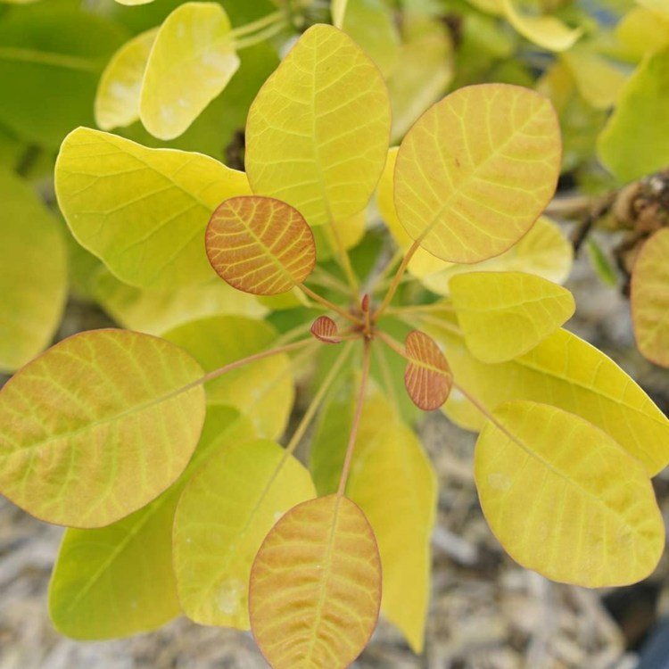 Perukbuske (Cotinus coggygria) med gula löv och fluffiga blomställningar