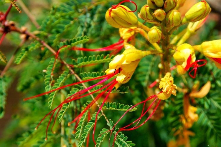 Paradise of Bird Bush (Caesalpinia gilliesii) - En färgblandning av grönt, gult och rött
