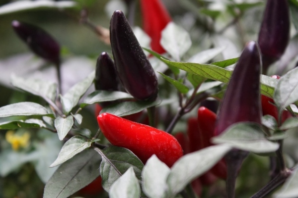 Paprika Peperoni Flowerpot Planter Växande grönsaker Tips-Växtförädling