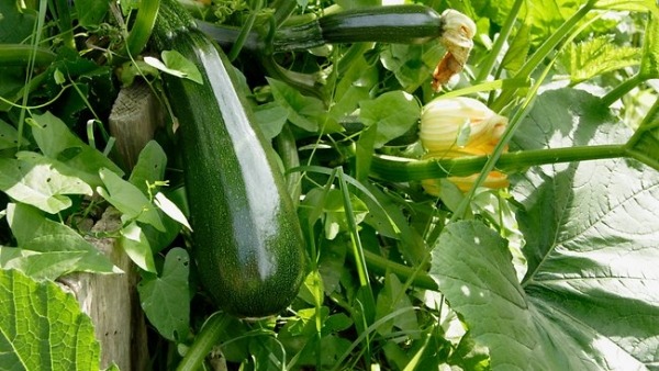 Trädgård balkong-växande zucchinitips-krukväxter-låda