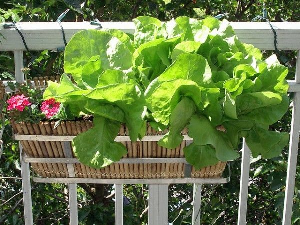 Grön sallad, bladsallad, balkongkrukor, krukväxter - mini trädgårdsförökning