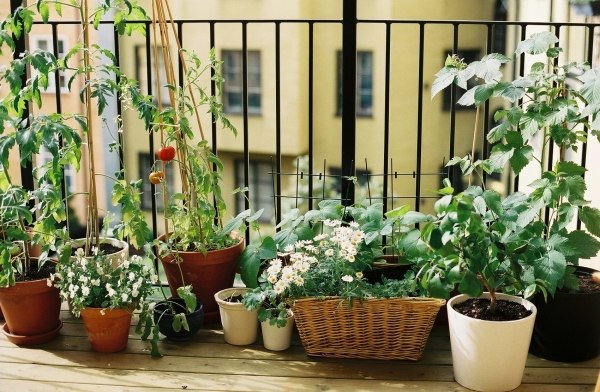 Grönsaker på balkongen-odla lämpliga sorter-tips plats