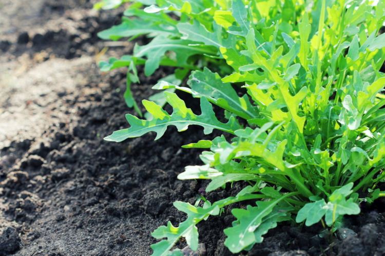 Grönsaker för halvskugga växande arugula idéer