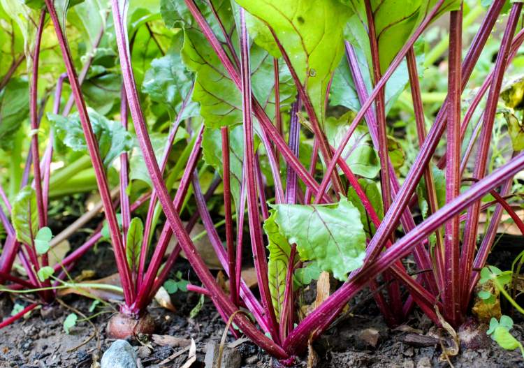 Plantera grönsaker för rödbetor i halvskugga