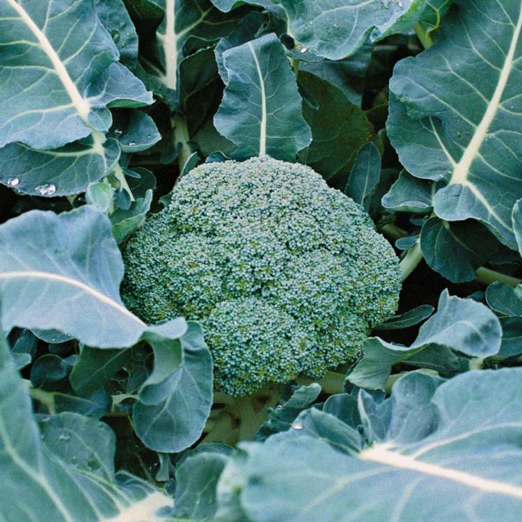vegetabiliska halvskugga broccoli vård tips