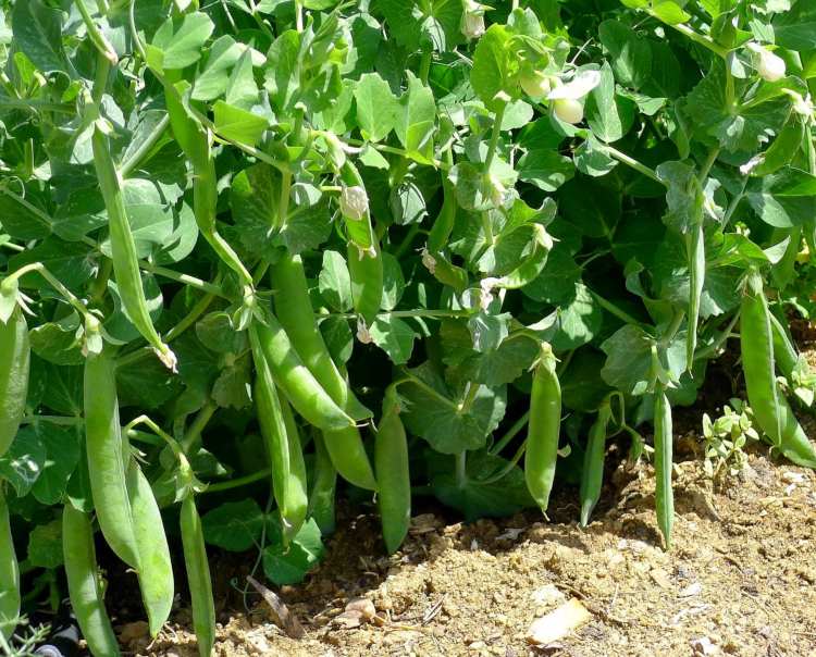 plantera grönsaker halvskugga ärtor