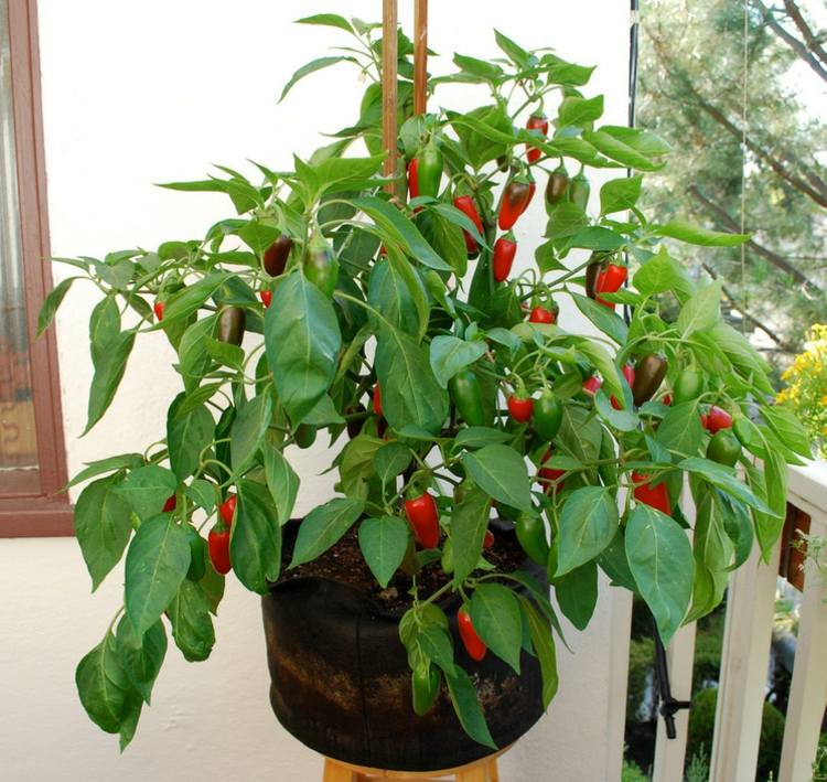 chili paprika växt grönsaker frisk trädgård odla