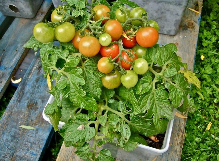 tomater körsbär blomma låda palett trädgårdsarbete tips vård