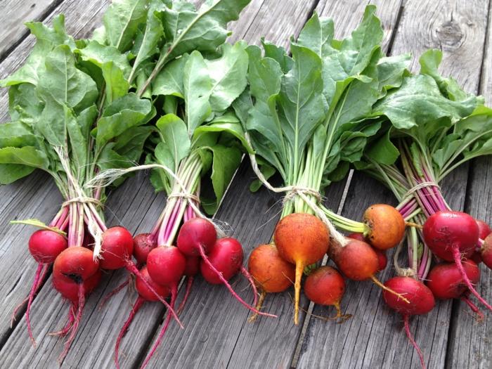 rödbetbukett grönsaker i trädgården hälsosam kost