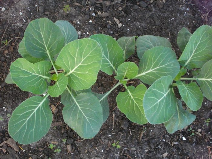 grönsaker i trädgården kål lämnar planteringstips