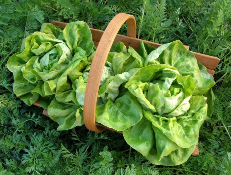sallad gröna blad växter trädgård grönsak lapp korg