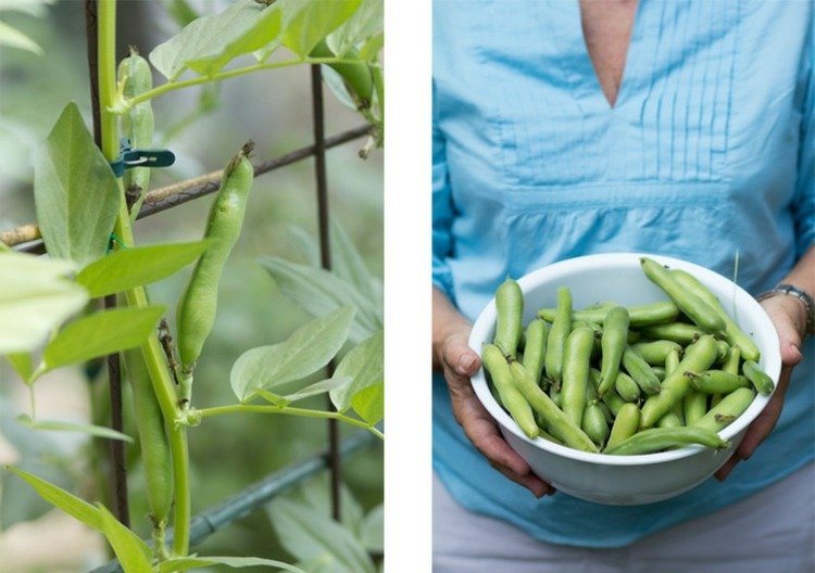 bönor hobby trädgårdsmästare vård tips grönsaker växter skål tips