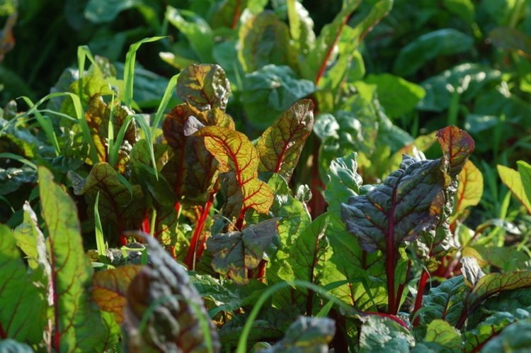 mangoldsallad röda gröna blad grönsaker vård tips växter