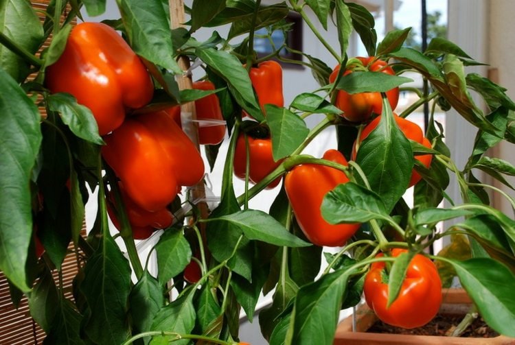 paprika grönsaker växter röd blomkruka lämnar trädgårdsidé