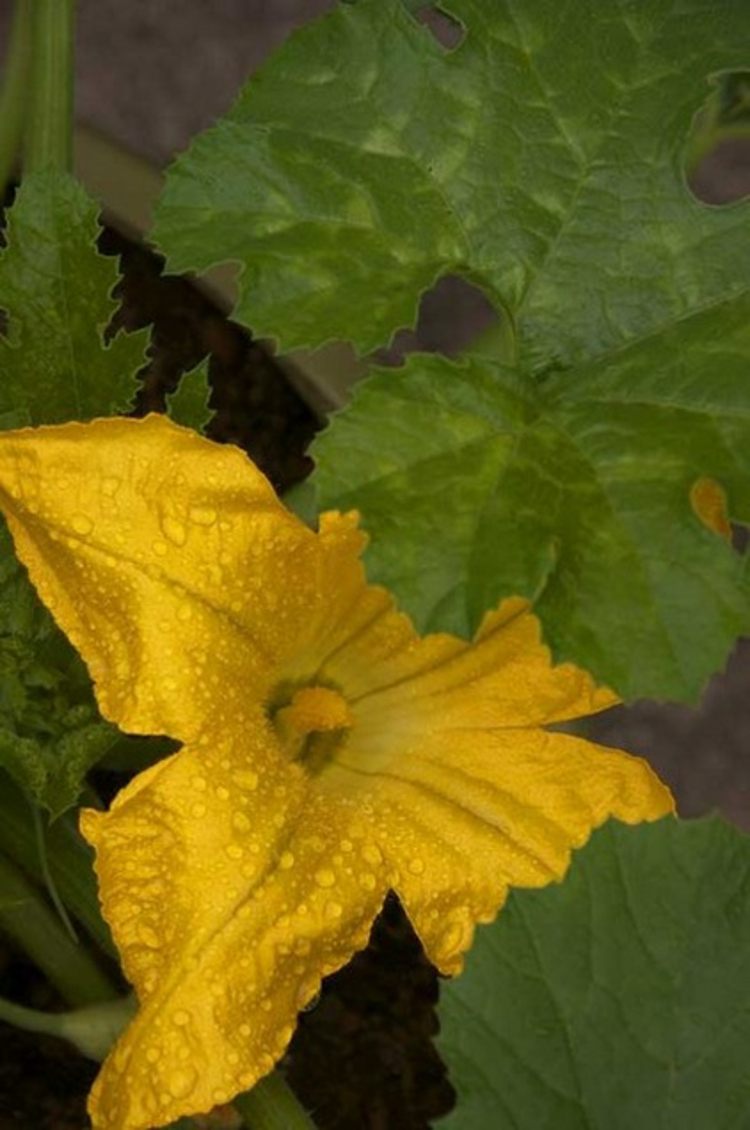 zucchini blommar gul grönsaksväxt idé pumpa säng