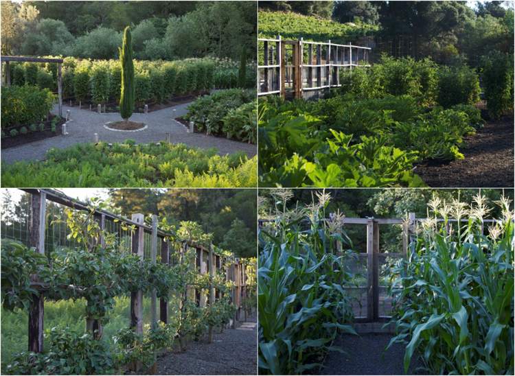 Grönsaksodling Skapa engelsk-trädgård-inspirerad-espalier-frukt-majs