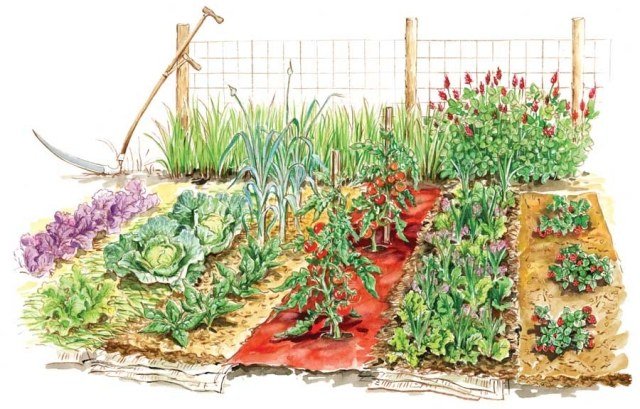 Planera en grönsaksträdgård. Skapa växter. Kombinera typer av områden