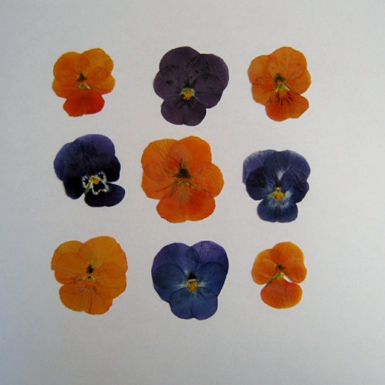 pressade blommor pensé-orange-lila-blå-färger