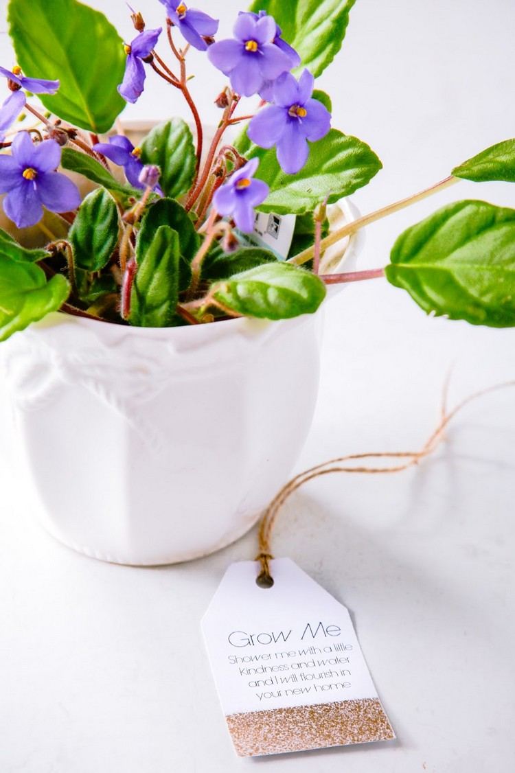 gåvor-flytta-i-ny-lägenhet-traditionell-flytta-i-gåva-blommande-krukväxt-krukväxt