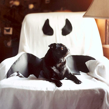 halloween kostym mops hund fladdermus vingar idé
