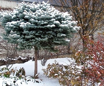 Vintergröna växtträd Colorado stängsel