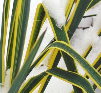 Vintergröna växtarter