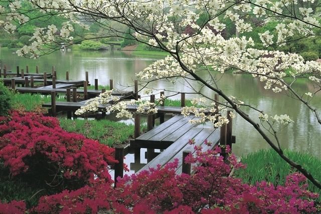 träbro - trädens blomningstid - designidéer japansk trädgård