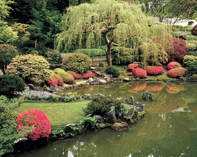 japanska trädgårdsdesign träd plantera arter idéer