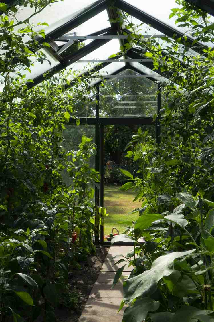 Glasväxthus erbjuder goda odlingsförhållanden för tomater, paprika och co.