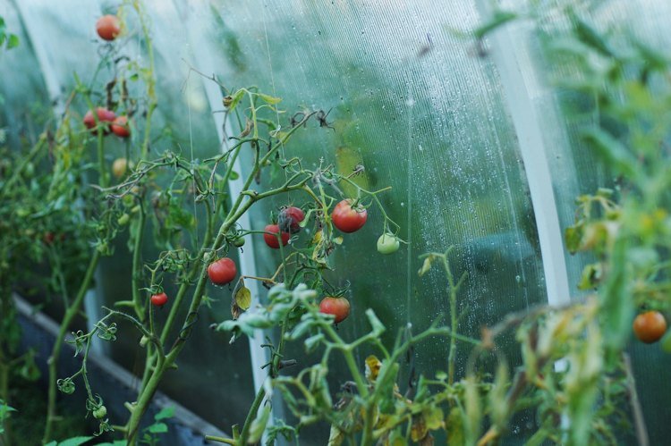 Folie växthus för tomater stabilt och billigt