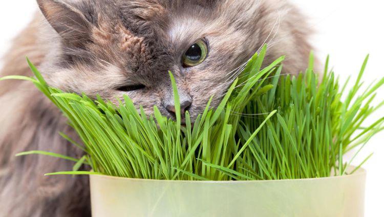 giftiga husväxter för katter giftiga växter gräs närbild katt